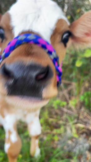 Adorable Dancing Cows and Playful Baby Cow Moments