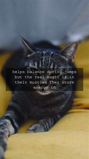The Amazing Jumping Skills of Cats Cats are famous for their agility but did you know...