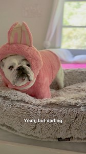 It's called dessert Susan.....🙄😂 Sweet dreams from Eggnog the hungry little LaBubu! 😂🍪 #fblifestyle #labubu #Halloween | Eggnogthebulldog