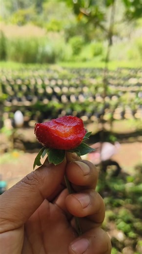 36 reactions · 11 comments | strawberry jam Available @Cabrera fish farm @highlight | Carl James Dequiña Cabrera | Facebook