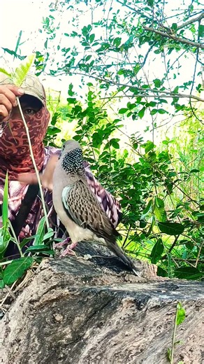 อย่าเพิ่งใจร้อนใจเย็นๆก่อน #นกเขาใหญ่ต่อดิน #นกต่อดิน