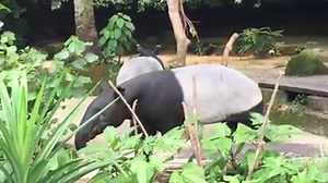 Our Malayan tapir is always happy to see a friendly face! (Just don't call it an anteater...) #SingaporeZoo | Mandai Wildlife Reserve
