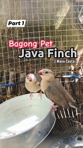 May Nagbigay ulit sa akin ng ibon. Anong tawag nito sa Inyo? 🐦🤔 #Javafinch #mayacosta #javasparrow #wildliferescue #captivebred #captivebird #rescuedanimal #birdkeeping #bird #rescuedbird #exoticbirds | Deric Fernandez