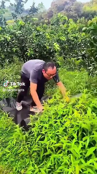 Cultivo de limón en china | Lemon Fruit