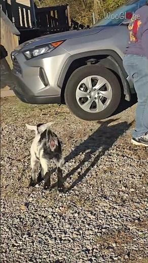 Goats and Humans: Grandma's Patience Tested by Baby Goat || WooGlobe