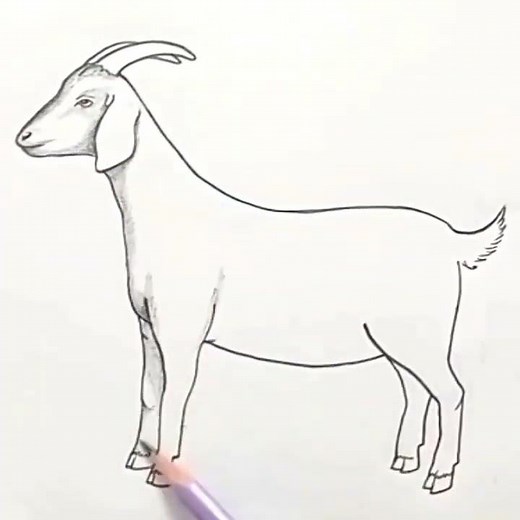 Goat Drawing | Simple Animal Drawing Tutorial | Pencil Art #shorts #youtubeshorts
