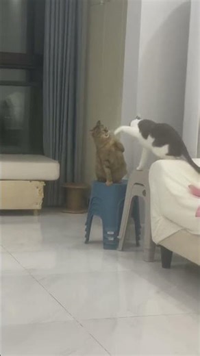 Cat vs. Cat: Scratcher Showdown! No one’s backing down…