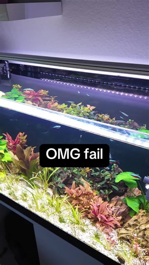 Fish Jumping Out of Aquarium: Hilarious Fish Fail