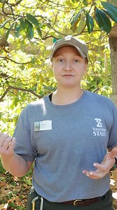For this month's keeper takeover, Keeper Stacey shows us what it takes to take care of our Seba's short-tailed bats in our Rainforest building! 🦇 Watch this video to learn all about the bats' diets. 🍌 🍊 🍎 | Tulsa Zoo