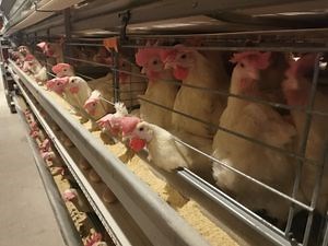 Completely Automatic Rearing Chicken Cages Battery Coop Poultry Farming Machine Egg Collection Manure Clean System Broiler Laying Chicken Cage