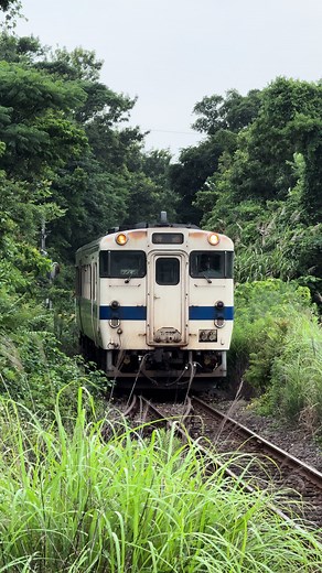 JR九州指宿枕崎線の緑の中の列車