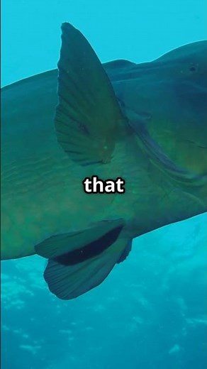 Humphead Parrotfish