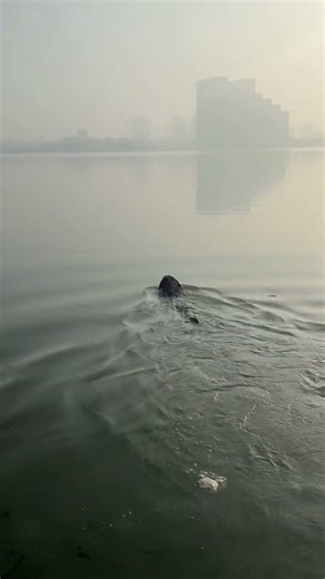 The Lake’s Swimming Superhero #dogswimming #puppy #doggielife #doghealth #dogsports #doglife