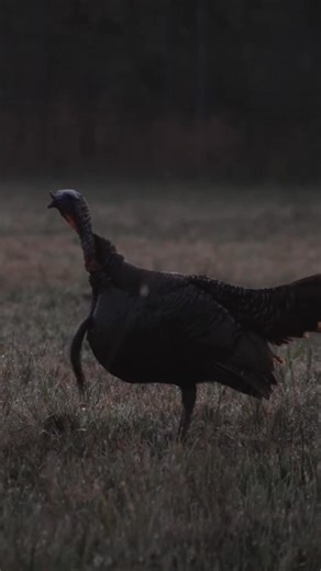 51K views · 877 reactions | Tag that buddy who you are going to double up with this spring! : @Belmorechuck | Cabela's | Facebook