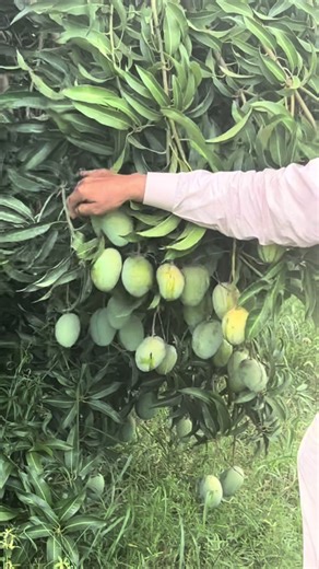 Azeem Chaunsa Mango: Late-Maturing Variety with Excellent On-Tree Holding Capacity