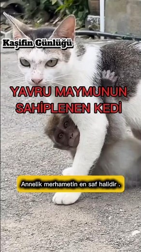 Cat Adopting a Baby Monkey