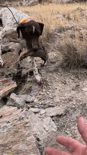 Chukar hunting w/ GSPs! #chukar #hunting #huntingdog #hunt #birddog #benelli #gundog #birdhunting