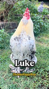 Luke!!!! Nashville Hot Chicken Frankie the rooster is looking for YOU 👀🐔🔥 Audio: @borariechorar 💥 #luke #lucas #memesdaily #rooster #chickens #funnyanimals #chickensofinstagram #comedy #chickenhappyhour | Chicken Happy Hour