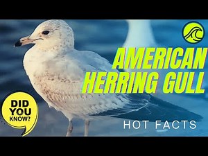 American herring gull facts 🦆 Smithsonian gull 🦆 breeds in North America
