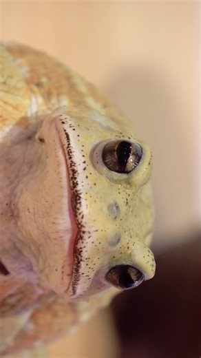 名前はぷえたろう #rana #frog #カエル #frogtiktok #動物 #toad #ヒキガエル