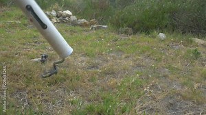 Releasing a highly venomous Boomslang (Dispholidus typus) from a snake tube in Africa