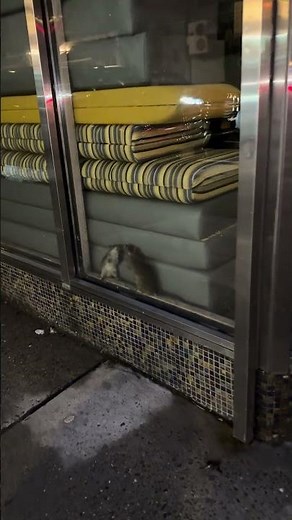 Rats Kissing || ViralHog