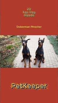 20 Top Dog Breeds: Doberman Pinscher