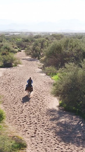 Enhancing Horse Training with Variety and Consistency