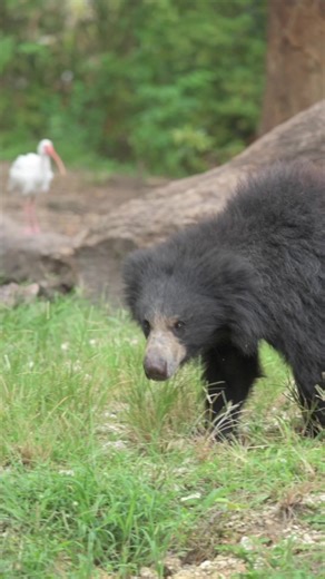 HAPPY BIRTHDAY to Anika & Sithara! Our sweet Sloth Bear cub girlies turn two today 🥹🧁 Fun fact: Did you know Baloo from Disney’s “The Jungle Book” was based on sloth bears?