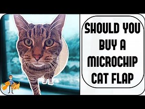 Why You Should Buy a Microchip Cat Flap (+ long-term Sureflap review)