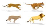 Tiger, Lion. Cheetah and Lioness Run, Running Animation, Wild Animals...