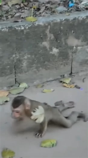 43K views · 479 reactions | Hard life of paralyzed monkey after.....  #baby #NewsUpdate #monkey #Very #reels #Leo #newborn #cute #milkyway #crying | Monkey history 2024 | Facebook