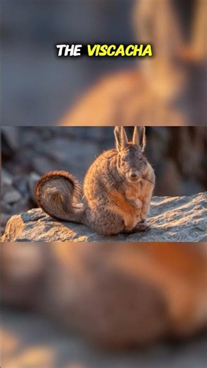 Top Ten Creatures of the Patagonian Steppe: Vizcacha