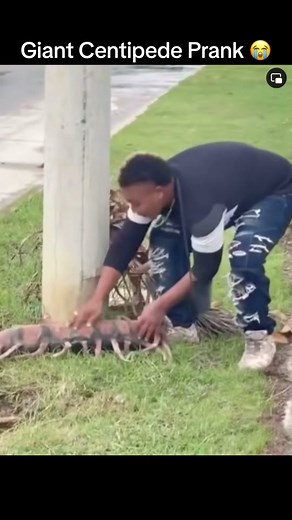 Giant Centipede Prank 😭😂🤣🐛 #prank #giantcentipede #fyp #funny #viral #funnyprankvideos