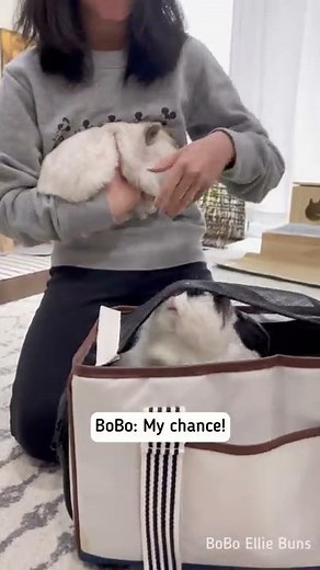 Getting my bunnies to the vet in 30 seconds