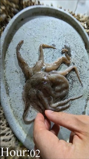 Flesh-eating Beetles Clean Baby Octopus Until It's Gone #timelapse #dermestid beetles #octopus