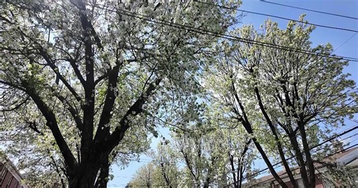 New Jersey bans sale, spread of 30 invasive trees, plants