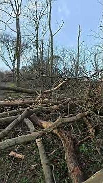 Storm Goretti - Tehidy Woods Aftermath.