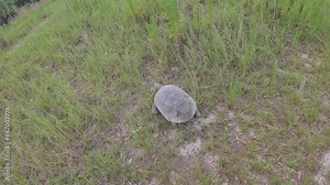 Gopher Tortoise moves through a grassy field on a nature hike.