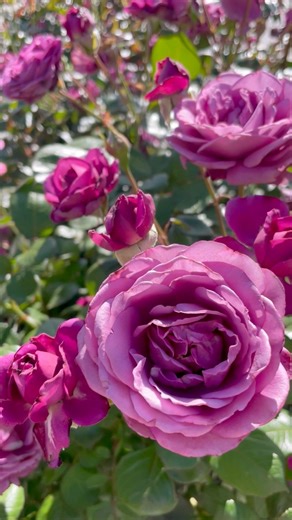 It’s my favorite time of year: Game of Thorns. 🌹🌹🌹 Head to therosetable.com to see who won #GameofThorns 2024 and to read about all of these gorgeous roses.😘 #roses #rosegarden #gardenblogger Jackson & Perkins | The Rose Table