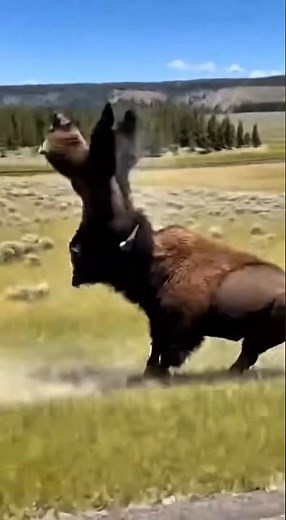 Bison vs Grizzly: The Battle for the Plains