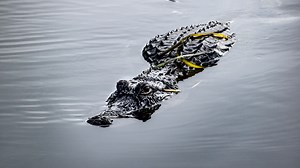 Florida alligator bit snorkeler in public swimming area that's now closed