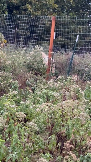 Imagine you hear this outside of your tent at 3AM. #wolf #growl #animals #scary #wolves #camping | Nomad's Animal Encounter