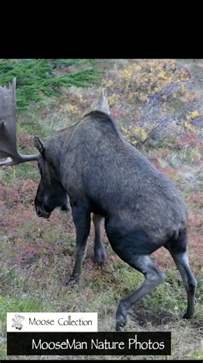 6.6M views · 69K reactions | This was filmed from on top of a HUGE boulder in the woods, we were close, but we were safe. This is moose date night in Alaska. The bull is "22" | Moose Man Nature Photos | Facebook