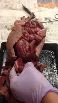 Mink Dissection 12: Taking out the Trachea, Heart & Lungs