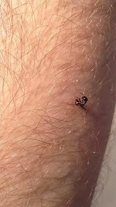 Rough Harvester Ant Stinging - Pogonomyrmex Rugosus