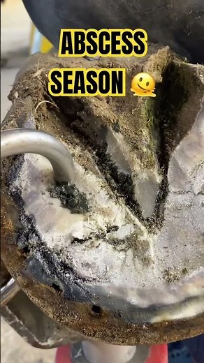 WHAT IS THAT??? Healing an Abscess!!