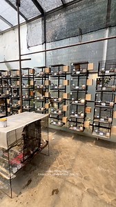 A visit to a well managed finch breeding facility. Rows of cages, nest boxes, and daily routines reflect years of experience, patience, and continuous learning in captive bird breeding. Every visit offers new insight into better care, cleaner systems, and more efficient breeding practices. #fblifestyle #gouldianfinch #zebrafinch | Indra Prihantoro