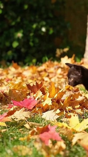 Falling Leaves – kittens chasing autumn leaves blowing across the yard. #cutecatskittens #cutecats #cutecatcrew | Cats Life