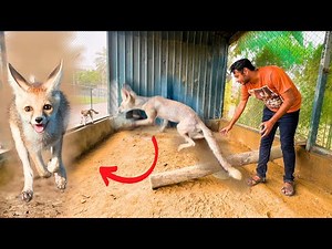 Fox Wild Hogai , jungle me Chor dein? ( mini zoo pet house ) pets animals video